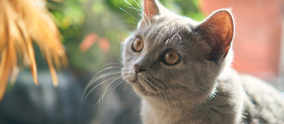 Les chats préfèrent les humains à leurs croquettes… pour de vrai ! Les chats préfèrent les humains à leurs croquettes… pour de vrai !