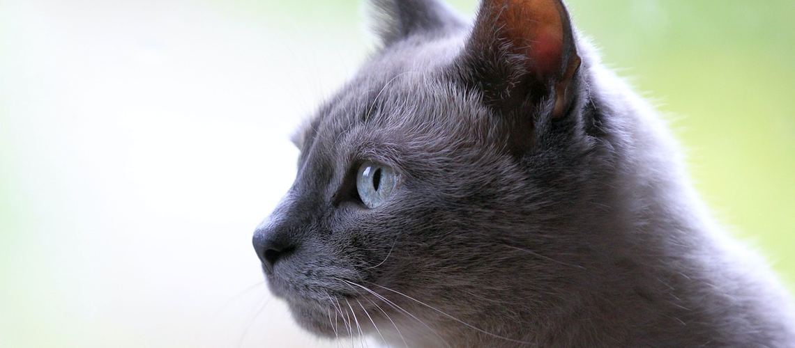 Chats : il faudrait les nourrir 4 ou 5 fois par jour Chats : il faudrait les nourrir 4 ou 5 fois par jour