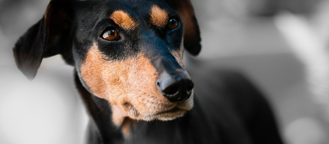 Parler à ses animaux serait un signe d’intelligence Parler à ses animaux serait un signe d’intelligence