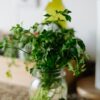 Le persil : Le super-aliment insoupçonné qui booste votre corps et votre esprit